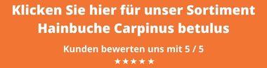 Hainbuche Carpinus betulus kaufen